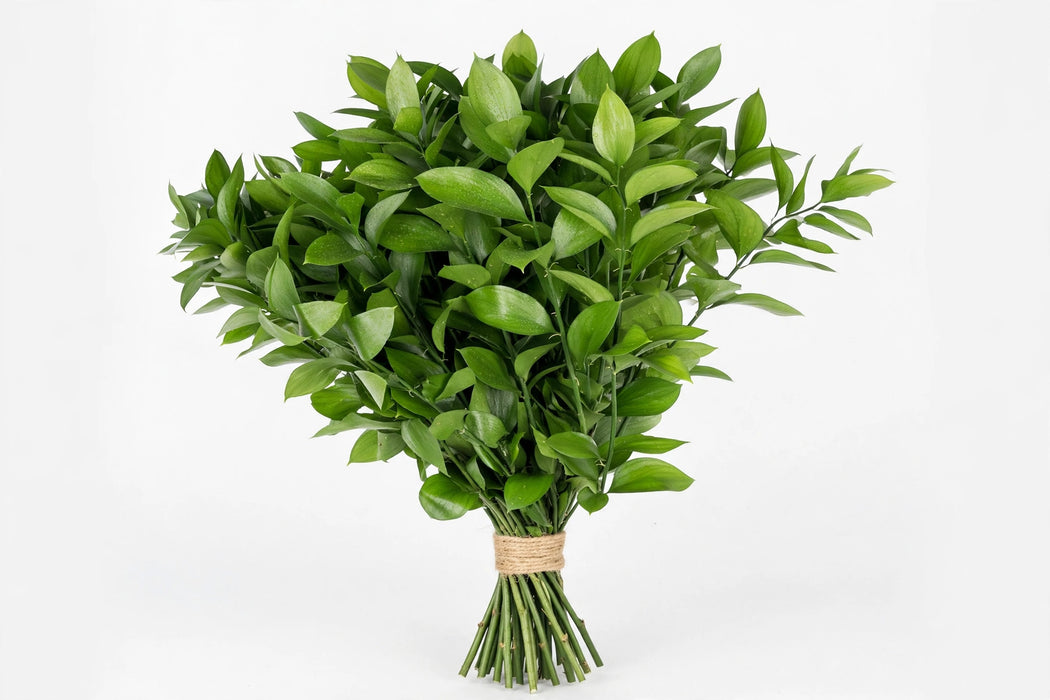 Ruscus Italian 200gr - 30 Bunches/Box