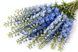 Next Day Delivery - DELPHINIUM EL DEWI BLUE STAR 100cm 5st - Blue - 60 Stems [LIMITED]