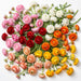 The Ranunculus Collection - Ranunculus Assorted 6 Colors 40-50CM (100 STEMS / BX)
