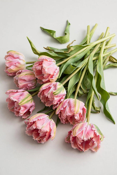 Tulip Collective - Parrot Marvel Parrot 40cm 35gr (50 STEMS / BX)
