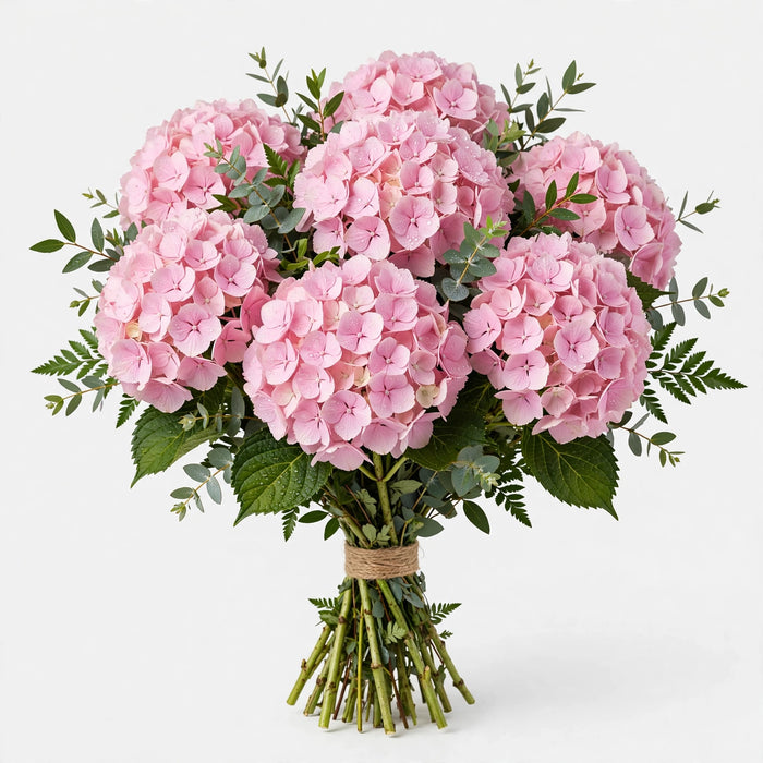 Hydrangeas Tinted Light Pink - 40 Stems/Box