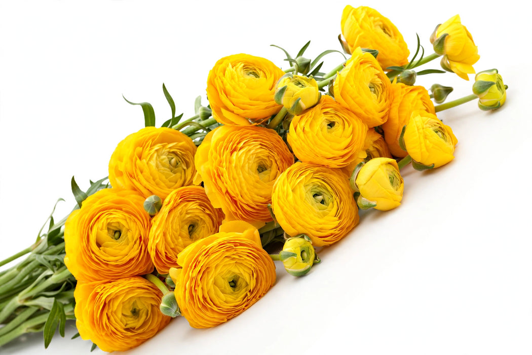 Next Day Delivery - RANUNCULUS YELLOW 35cm 10st - Yellow - 120 Stems [LIMITED]