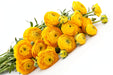 Next Day Delivery - RANUNCULUS YELLOW 35cm 10st - Yellow - 120 Stems [LIMITED]