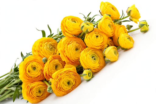 Next Day Delivery - RANUNCULUS YELLOW 35cm 10st - Yellow - 120 Stems [LIMITED]