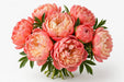 Next Day Delivery - PAEONIA CORAL CHARM 55cm 5st x70 - Salmon - 70 Stems [LIMITED]
