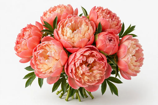Next Day Delivery - PAEONIA CORAL CHARM 55cm 5st x70 - Salmon - 70 Stems [LIMITED]
