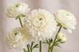 Ranunculus Flower Collection - Butterfly Ranunculus Graces White Cream 50-60CM (120 STEMS / BX)