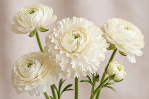 Ranunculus Flower Collection - Butterfly Ranunculus Graces White Cream 50-60CM (120 STEMS / BX)
