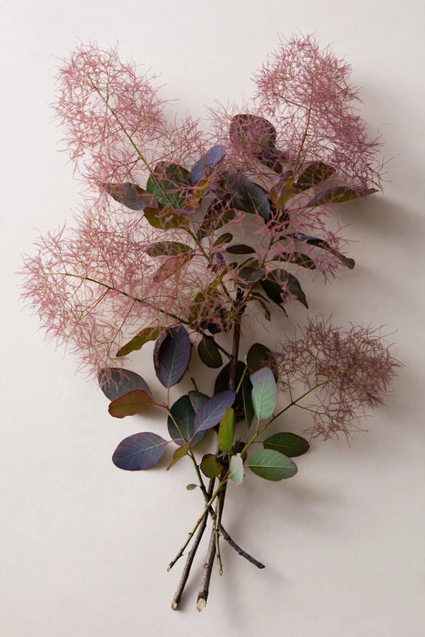Next Day Delivery - Cotinus 50CM 100ST/BX