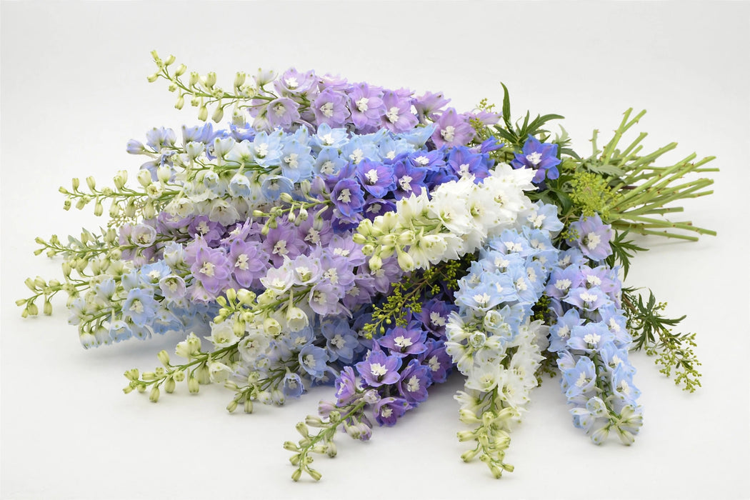 Next Day Delivery - DELPHINIUM EL DEWI ASSORTED 80cm 5st - Assorted - 60 Stems [LIMITED]