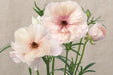 Ranunculus Flower Collection - Butterfly Ranunculus Ariadne 40CM (120 STEMS / BX)