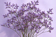 Next Day Delivery - LIMONIUM ENCHANTE 60cm 10st X120 - Purple - 120 Stems [Limited]