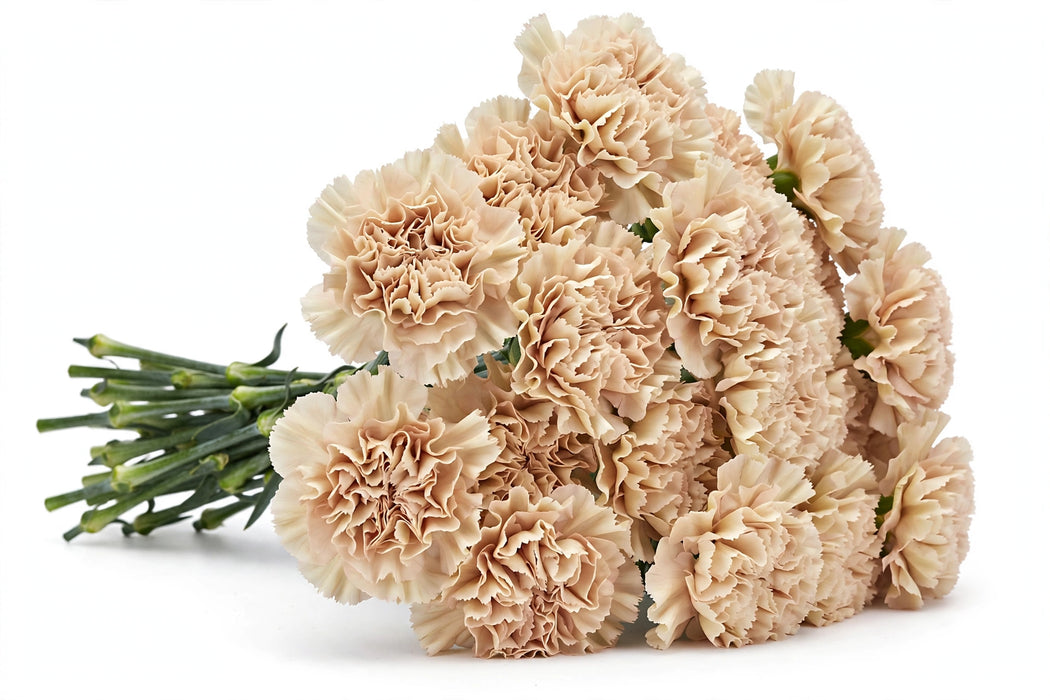 Next Day Delivery - CARNATION BRUT SELECT 70cm 20st - Champagne - 200 Stems [LIMITED]