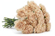 Next Day Delivery - CARNATION BRUT SELECT 70cm 20st - Champagne - 200 Stems [LIMITED]