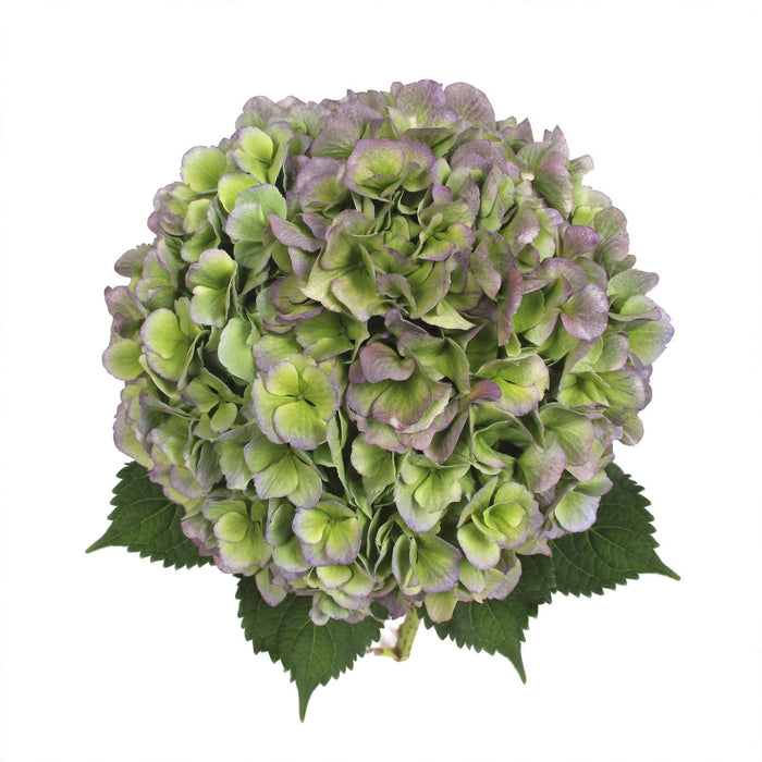 Hydrangea Classic Verena Green/purple 60CM 18CM - Bicolor Green-Purple - 20 Stems