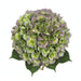 Hydrangea Classic Verena Green/purple 60CM 18CM - Bicolor Green-Purple - 20 Stems