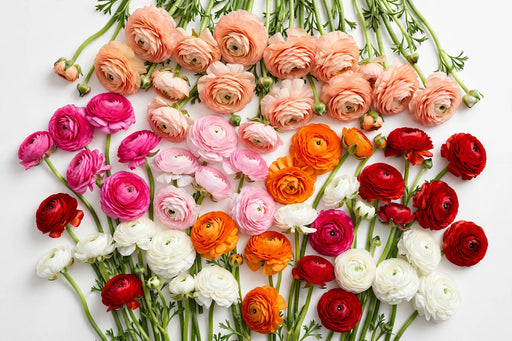 The Ranunculus Collection - Ranunculus Assorted 30 Peach 10 Hot Pink 10 Light Pink 10 Orange 20 Red 20 White 30-40CM (100 STEMS / BX)