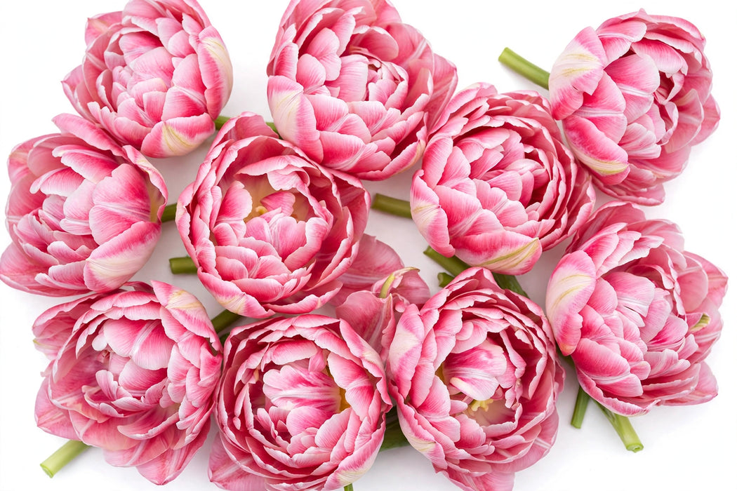 Tulip Collective - Double Foxtrot Ex - Pink - 150 Stems