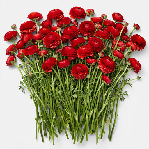 The Ranunculus Collection - Romance Ranunculus Get Lucky Red 40-50CM (100 STEMS / BX)