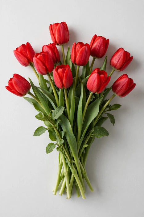 Next Day Delivery - Tulips Red 15BU/HAMP