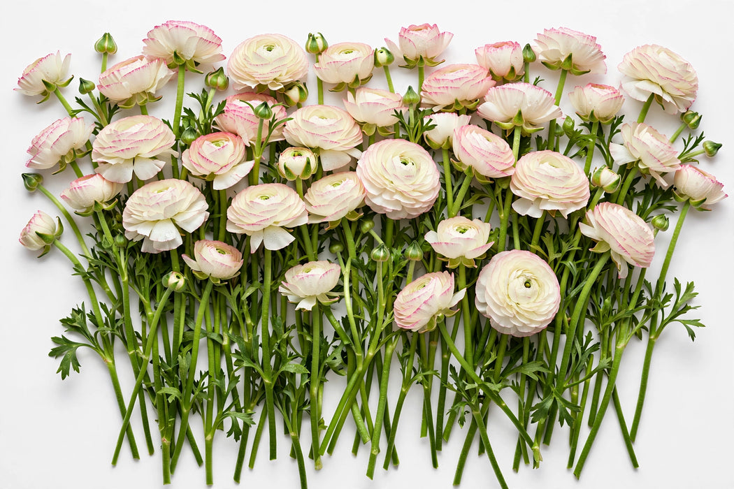 The Ranunculus Collection - Romance Ranunculus Hydra Cream W/ Pink Edge 30-40CM (100 STEMS / BX)