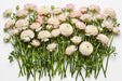 The Ranunculus Collection - Romance Ranunculus Hydra Cream W/ Pink Edge 30-40CM (100 STEMS / BX)