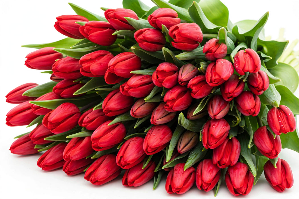 Tulip Collective - Ile De France 37Cm 35Gr - Red - 150 Stems