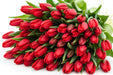 Tulip Collective - Ile De France 37Cm 35Gr - Red - 150 Stems