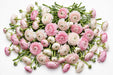 The Ranunculus Collection - Romance Ranunculus Assorted 20 Courchevel + 80 Perigord 30-40CM (100 STEMS / BX)