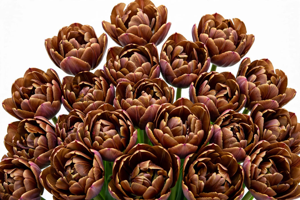 Tulip Collective - Dyed Double Brownies 37Cm 35Gr - Brown - 150 Stems