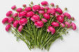The Ranunculus Collection - Ranunculus Hot Pink 30-40CM (100 STEMS / BX)