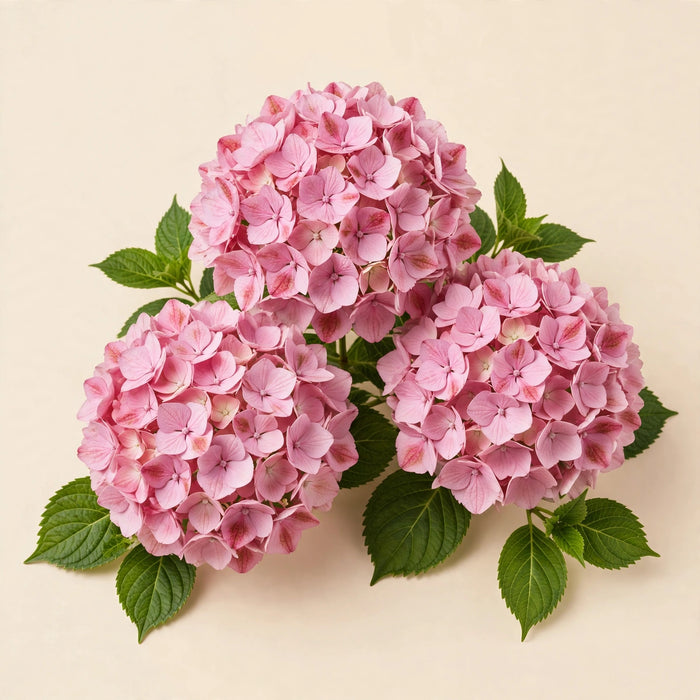 Hydrangea Classic Rodeo Old Pink 50CM 16CM - Bicolor Pink - 20 Stems