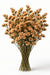 Next Day Delivery - STATICE HONEY APRICOT 60cm 10st - Apricot - 120 Stems [LIMITED]