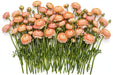 The Ranunculus Collection - Ranunculus Amandine Peach 30-40CM (100 STEMS / BX)