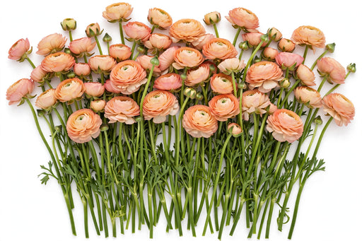 The Ranunculus Collection - Ranunculus Amandine Peach 30-40CM (100 STEMS / BX)