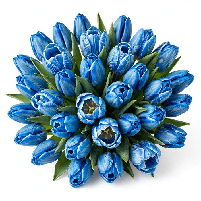 Tulip Collective - Dyed Blue Curacao 37Cm 35Gr - Blue - 150 Stems