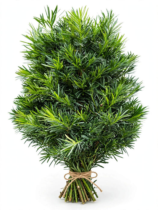 Podocarpus Fancy - 15 Bunches/Box