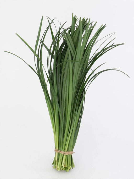 Lily Grass - 50 Bunches/Box
