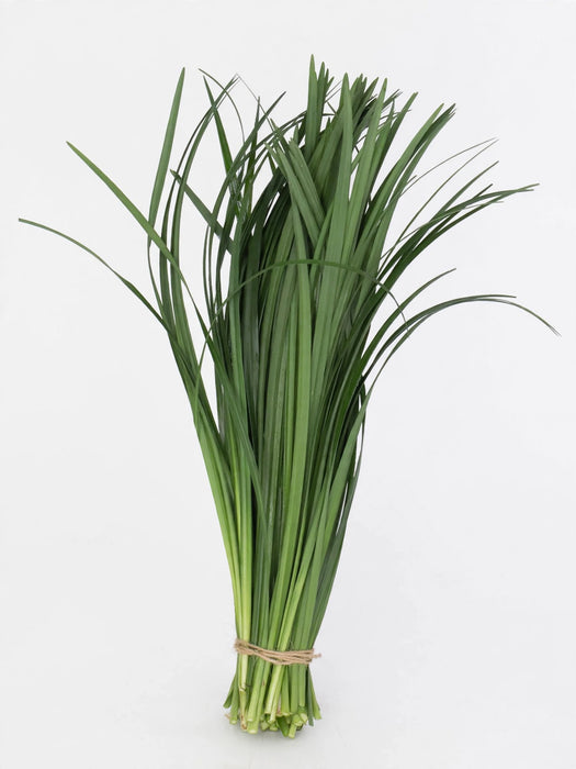 Lily Grass - 50 Bunches/Box