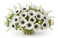 Next Day Delivery - ANEMONE MARIANNE PANDA 40cm 10st - White - 120 Stems [LIMITED]