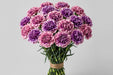 Carnations - Moonshade (100 Stems)