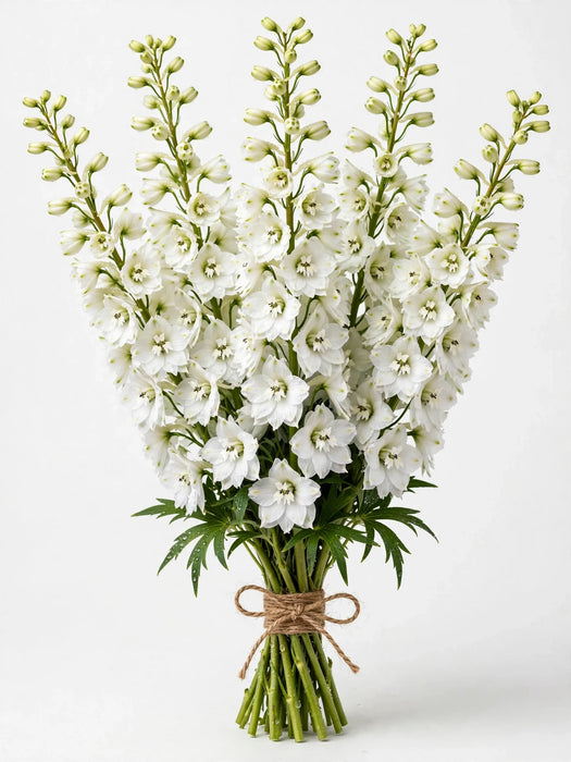 Delphinium Hyb. White - 15 Bunches/Box