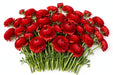 The Ranunculus Collection - Romance Ranunculus Get Lucky Red 30-40CM (100 STEMS / BX)