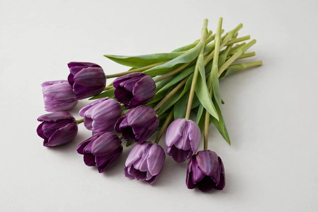 Tulip Collective - Dyed Dark Violet 37cm 35gr (50 STEMS / BX)