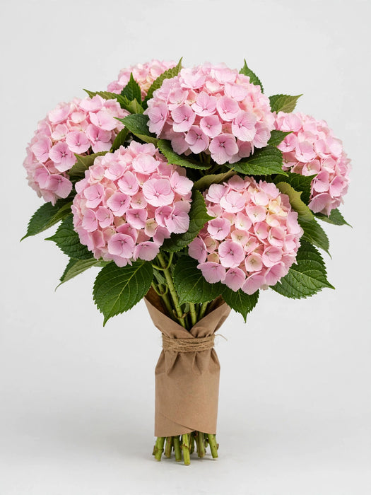 Hydrangea Light Pink - 40 Stems/Box