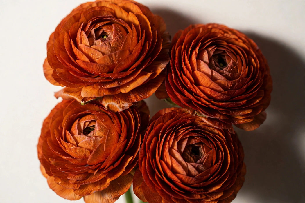Ranunculus Flower Collection - Ranunculus Dark Orange 40-50CM (120 STEMS / BX)