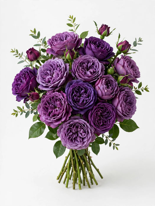 Next Day Delivery - ROSE VENTUROSO 50cm 5,5cm 25st - Purple - 100 Stems [LIMITED]