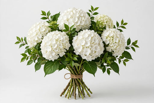 Hydrangea White Select 40STM/BX