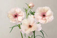Ranunculus Flower Collection - Butterfly Ranunculus Ariadne Blush 50-60CM (120 STEMS / BX)