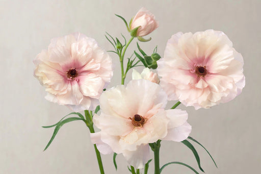 Ranunculus Flower Collection - Butterfly Ranunculus Ariadne Blush 50-60CM (120 STEMS / BX)